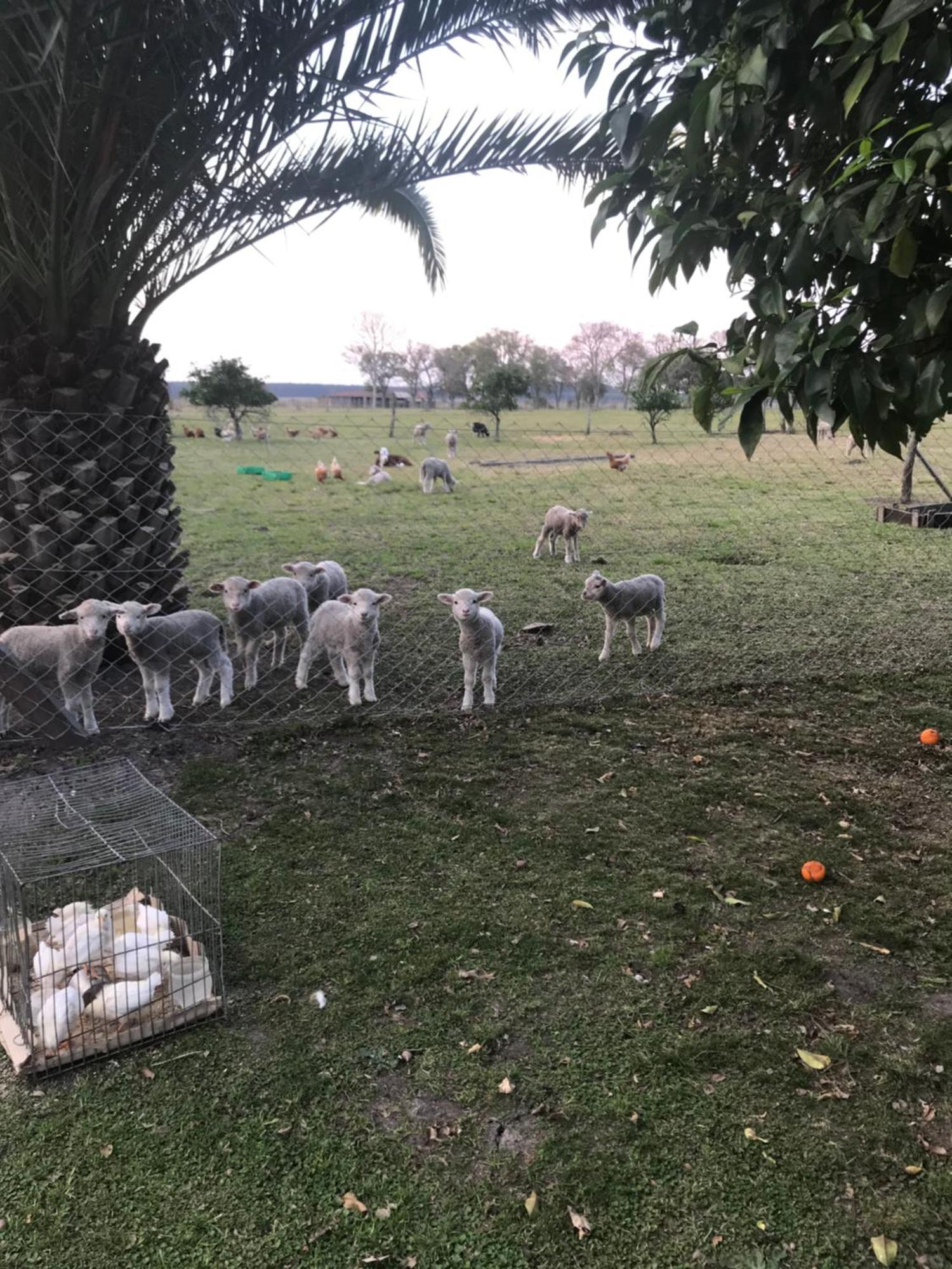 Estancia La Violeta Chajarí Εξωτερικό φωτογραφία